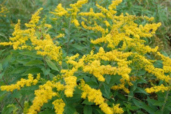 Common Name: Goldenrods Nectar Sources Scientific Name: