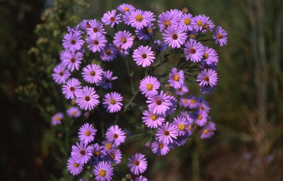 Nectar Sources Common Name: Smooth Aster Scientific Name: Symphyotrichum laevis Family: Bloom Time: Violet-blue flowers