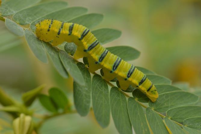 Larval Food Sources: Host Plants Each caterpillar has a food preference.