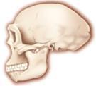 Evolution of brains Cranial capacity increases dramatically along the Homo branch of the hominids. A.