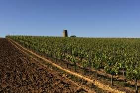 up to 80 meters 6000 vines / ha Blend: 75%