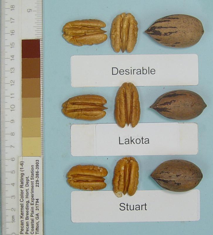 Lakota 2007 USDA release. (Mahan x Major) Excellent scab resistance so far. Harvest end of Sept. Some variability in nut size. 51 nuts/lb.
