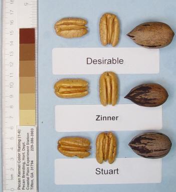 Zinner Nut Quality Size similar to Stuart. Excellent kernel quality. Midseason harvest date.