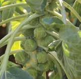 Excellent crowns in cut or bunch Short open plant with smooth dome shapes and medium fine beads Brussels Sprouts Gladius