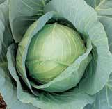 Cabbage Tekila Fresh, white cabbage High clubroot resistance Dark blue-green