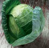 for both fresh and fresh processing segments Excellent cabbage flavor Medium