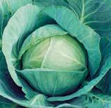 Excellent field holding ability Pennant Proven performance in Texas cabbage
