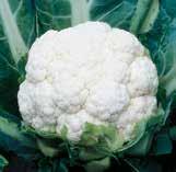 cauliflower production areas DePurple Lavender/pink coloring, ideal for the specialty color