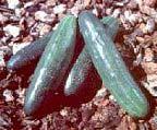 Cucurbit Crops Family: Cucurbitaceae Vine Crops (Although some have