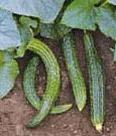 Snake Cucumber Asian