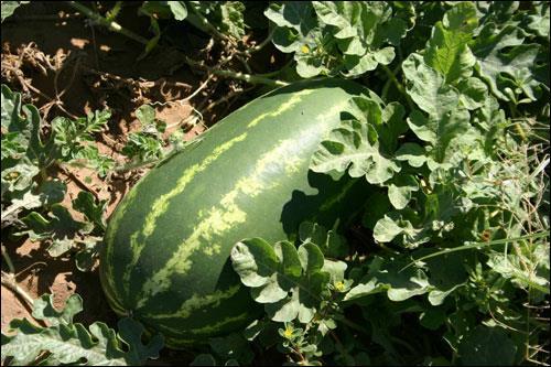 Watermelon Climate and soils Warm season, tender crop Cannot withstand frost Susceptible to chilling injury (<45 degrees)