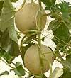 Melon Domestication Indigenous to Africa Secondary centers of diversity in India,