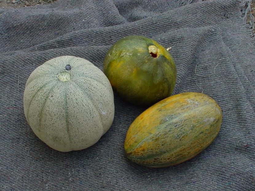 Melon - Botany Eight sub-species groups Cantalupensis cantaloupe, muskmelon Inodorus winter melon (casaba, honeydew) Flexuous snake