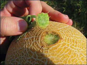Melon Production Harvest and handling Must be harvested fully ripe Harvest indices Muskmelon
