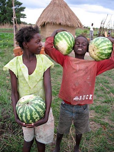 Watermelon Market Evolution Important source of water for foragers in savannah regions Became a staple of subsistence