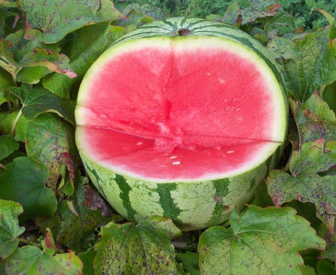 Watermelon Genetics and breeding Diploid Chromosome number 2n=22 Tetraploid forms used to create seedless