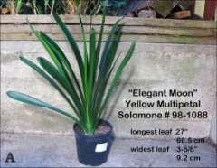 137 Elegant Moon Multipetal Yellow Clivia miniata Description: This auction item is a 16 leaf offset of Plant Horizons
