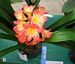Photo B is a file photo of the variety in bloom. Shipping: A $10.00 fixed, domestic shipping and handling fee will be added to the successful bid for this item number.
