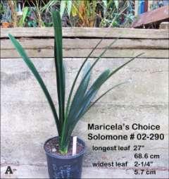 141 Maricela s Choice Clivia miniata Description: This auction item is a 10 leaf offset of Maricela s Choice at Plant Horizons. The Solomone catalog number is 02-290.