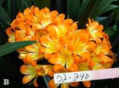 Photos: Photo A is a current photo of the auction item. Photo B is a file photo of the variety s flower. Shipping: A $10.