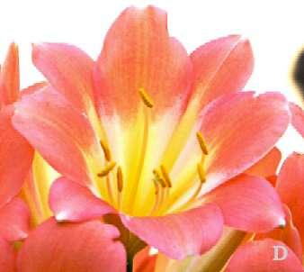 color development. Photo D is of one floret with 8 petals.