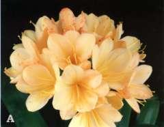 004 Mature Sunrise Sunset Description: This auction item is another Dave Conway classic Clivia miniata.