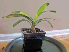 076 Mini Chinese Akebono/LOB Description: This auction item is a mini Akebono/LOB variegated Clivia imported from China by the donor.
