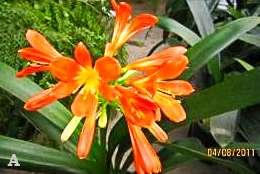 109 Solomone Watercolor (from seed) Description: This Clivia was grown from seed obtained from Guerric (who purchased it from Solomone).