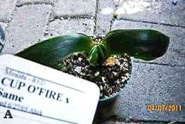 110 Cup O Fire x Cup O Fire - seedling Description: This auction item is a Clivia seedling grown from seed by the donor. She obtained the seed from Alick McLeman.