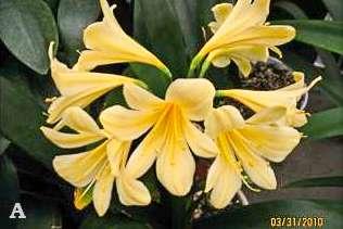 113 Mature Butterball Description: This auction item is mature Butterball Clivia grown from seed by the donor.