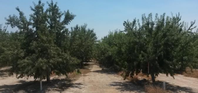Almond Trees for the Next Generation of Orchards Titan SG1