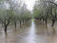 Almond Trees for