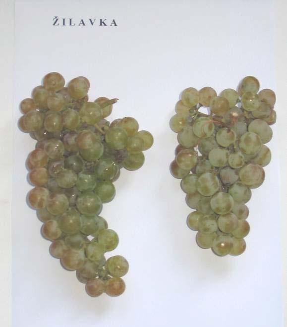 Variety: Žilavka Berry colour: white Aim of consumption: wine Location of finding: Medjugorje (Čitluk)