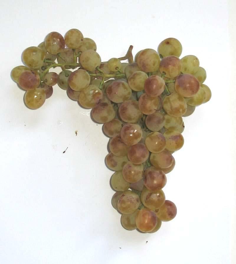 Vitis vinifera 2 Variety: Bena Berry colour: white Aim of consumption: wine Location of finding: Medjugorje