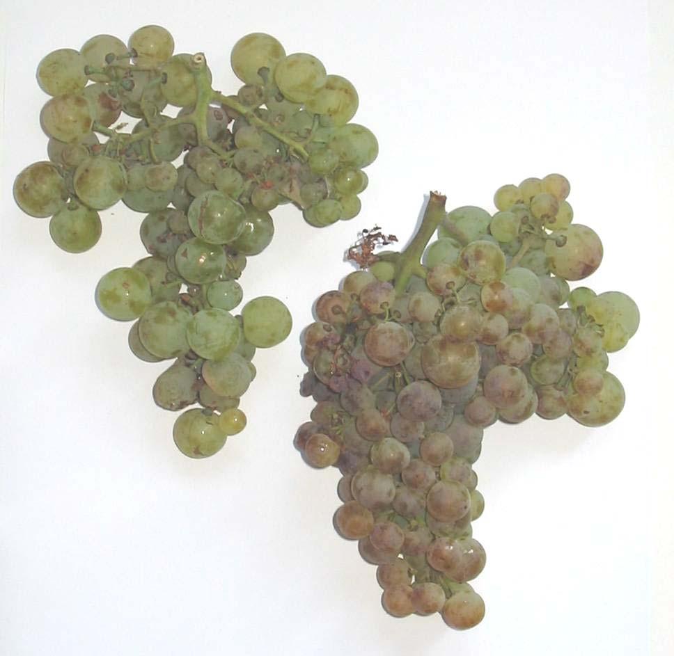 Vitis vinifera 3 Variety: Krkošija Berry colour: white Aim of consumption: wine Location of finding:
