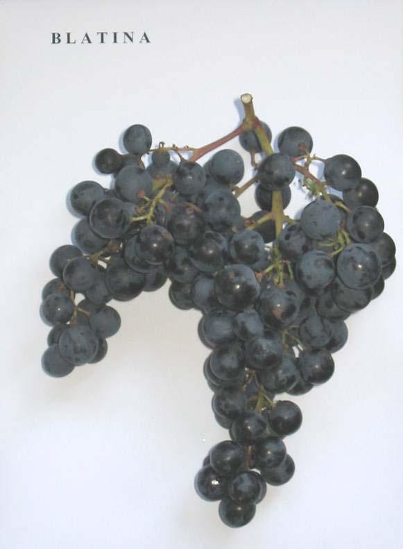 Vitis vinifera 4 Variety: Blatina Berry colour: red Aim of consumption: wine Location of finding: