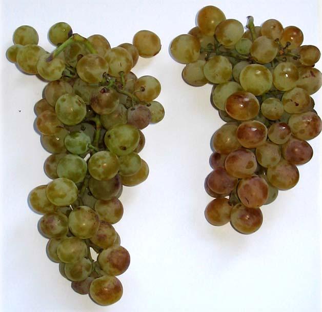Vitis vinifera 6 Variety: Dobrogostina Berry colour: white Aim of consumption: wine Location of finding: