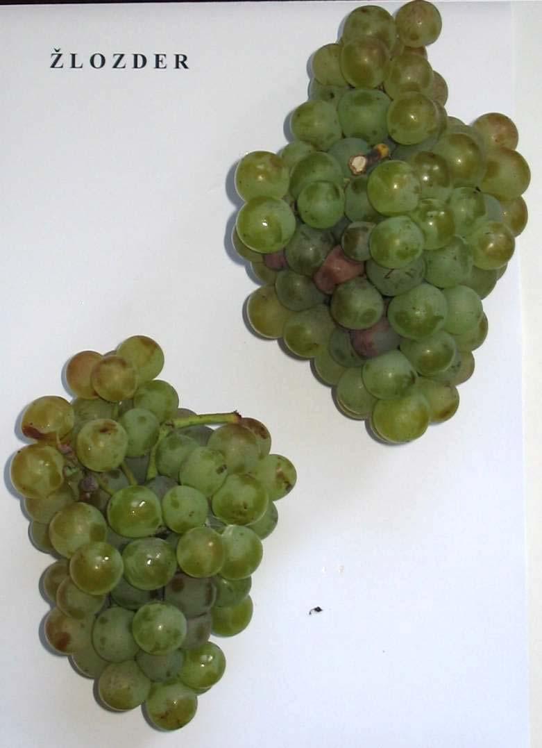 Vitis vinifera 8 Variety: Zložder Berry colour: white Aim of consumption: wine Location of finding: Jezerce