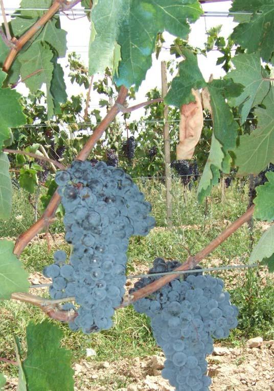Vitis vinifera 12 Variety: Plavka Berry colour: rose Aim of consumption: wine Location of finding: