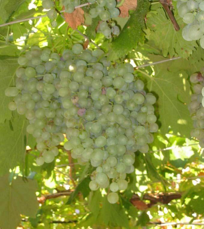 Vitis vinifera 13 Variety: Menigovka Berry colour: white Aim of consumption: wine Location of finding: