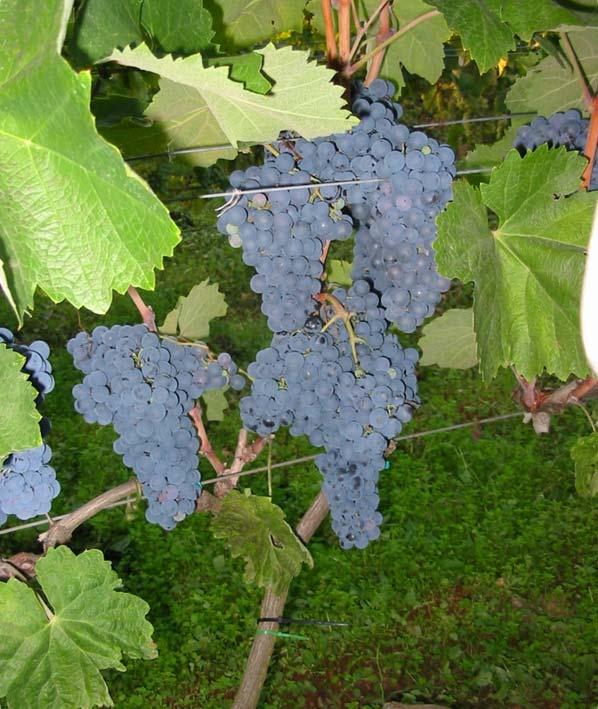 Vitis vinifera 16 Variety: Sretnikuša Berry colour: red Aim of consumption: wine Location of finding: Kruševo