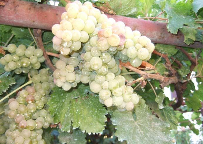 Vitis vinifera 17 Variety: Nadiđar Berry colour: white Aim of consumption: wine Location of finding: Međugorje, Ogradj.