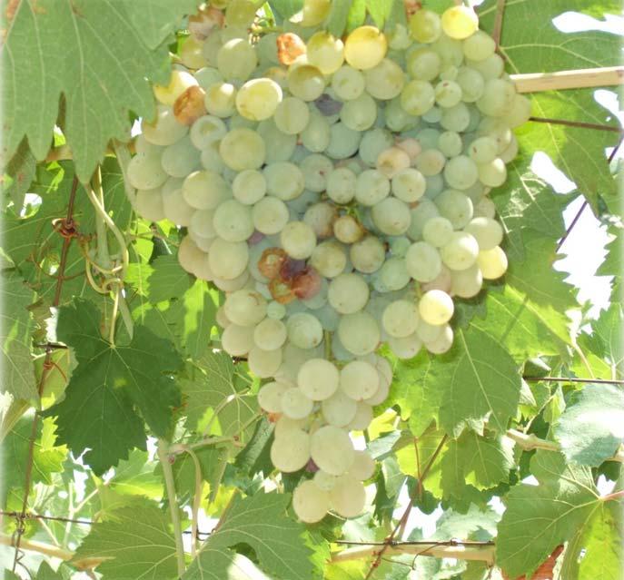Vitis vinifera 18 Variety: Fazlaguša Berry colour: white Aim of consumption: wine Location of finding: Gradska