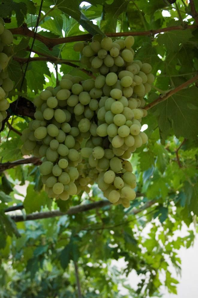 Vitis vinifera 20 Variety: Čevruša Berry colour: white Aim of consumption: table Location of finding: