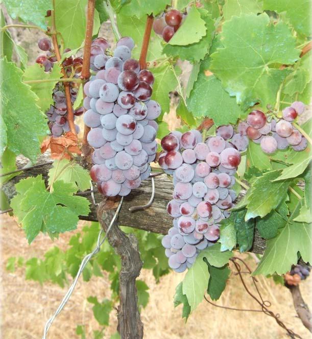 Vitis vinifera 21 Variety: Ružica Berry colour: rose Aim of consumption: wine Location of finding: Lipno