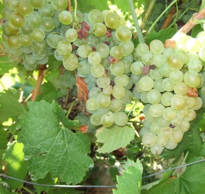 Vitis vinifera 23 Variety: Medenka Berry colour: white Aim of consumption: wine Location of finding: