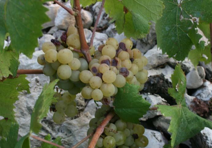 Vitis vinifera 26 Variety: Lipanjka Berry colour: white Aim of consumption: wine Location of finding: D.V. Ogradjenik (Čitluk) Owner: Stipe Beljo Endangered by extinction: extremely Preservation stage: grafted No.