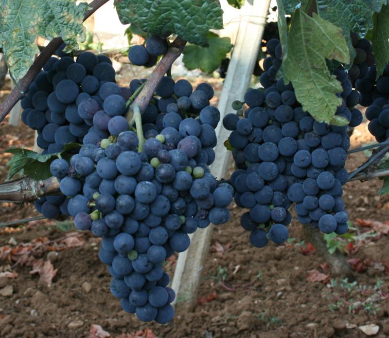 Vitis vinifera 29 Variety: Markovo Berry colour: red Aim of consumption: wine Location of finding: D.V.Ogradjenik (Čitluk) Owner: Pero Beljo Endangered by extinction: extremely Preservation stage: labelled No.