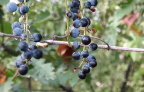 Vitis sylvestris Variety: Berry colour: red Aim of consumption: Location of finding: Drežanj (Čitluk)