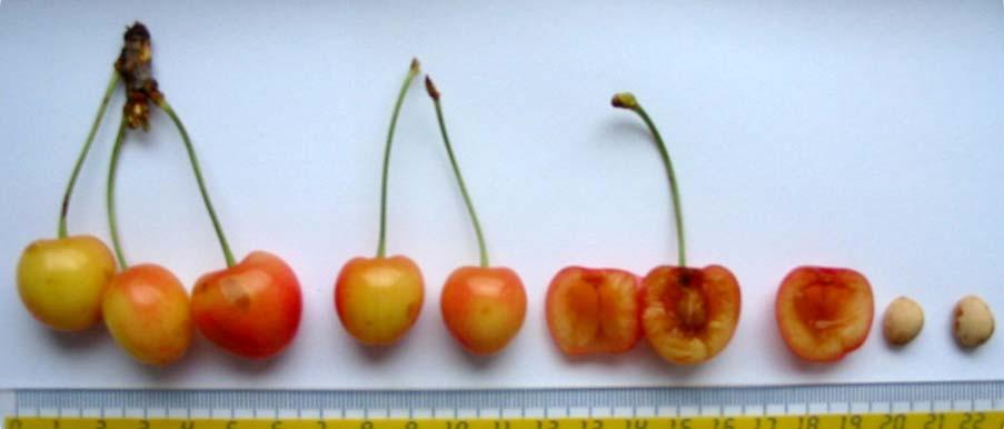 Prunus avium 1 Variety: Bjelica Fruit colour: White - red